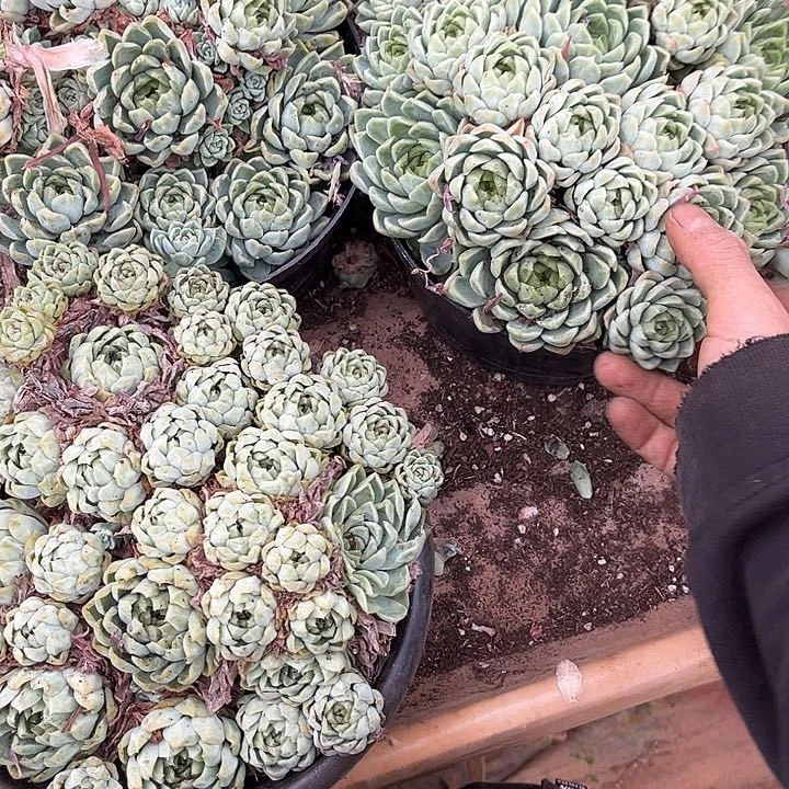 红女王12.88多肉植物