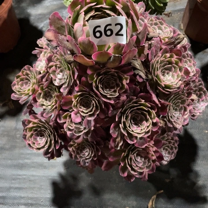 鹤***宝霁月662号多肉植物