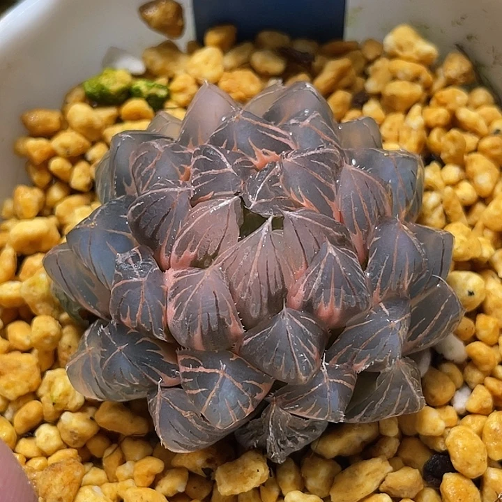 501糊斑霓虹灯锦母本
