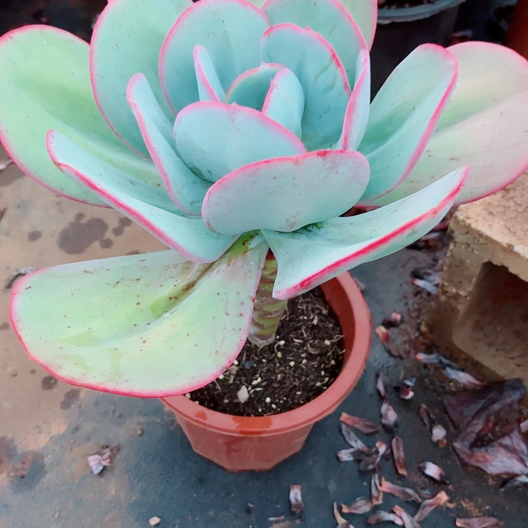 四***）瑞蝶多肉植物98号