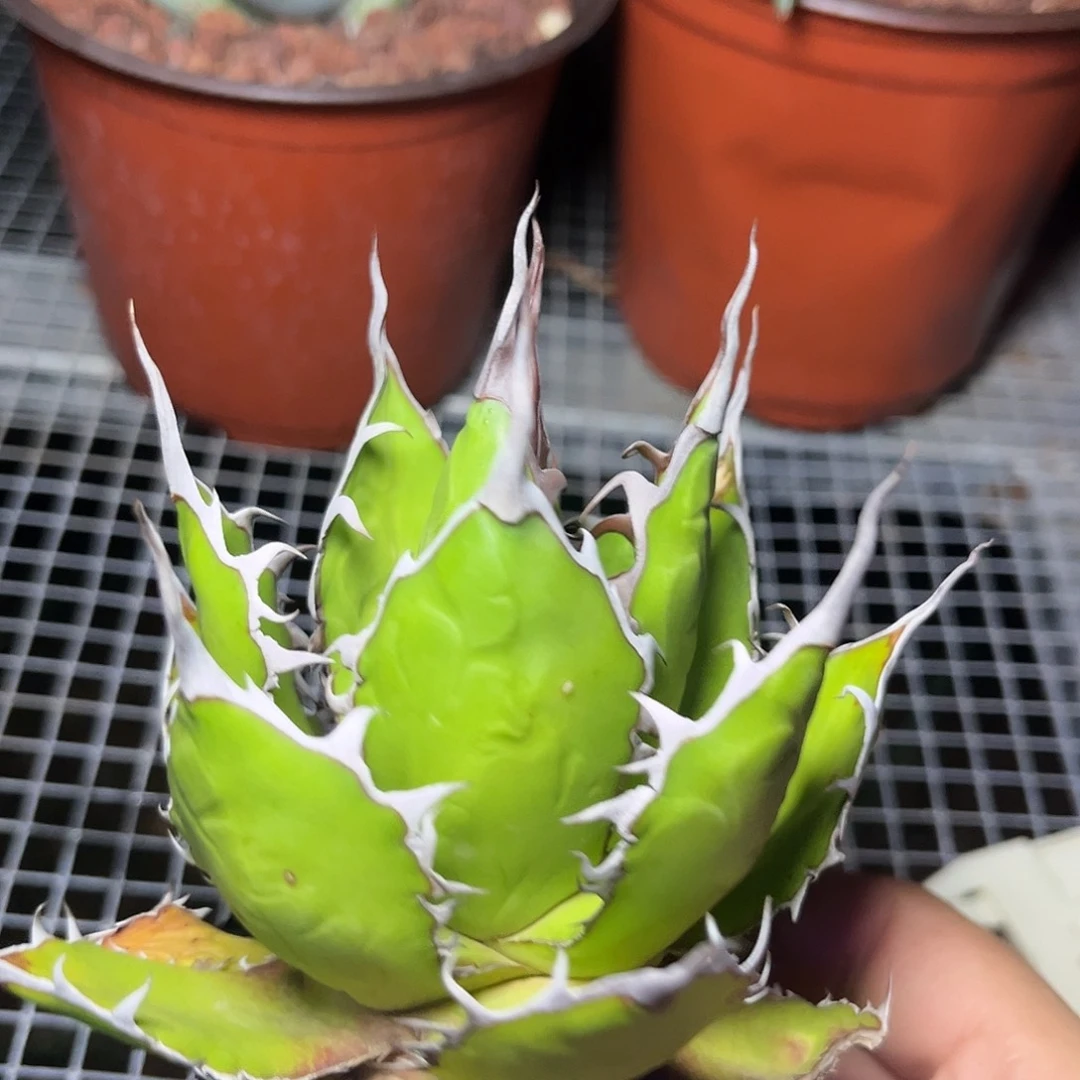 多肉植物霍利达龙舌兰
