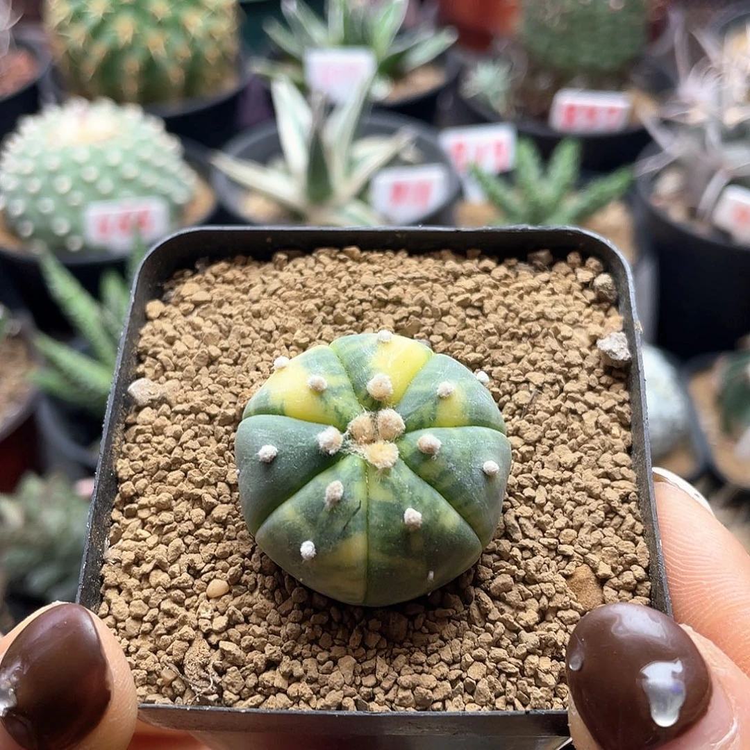 实生散斑糖果兜锦仙人球