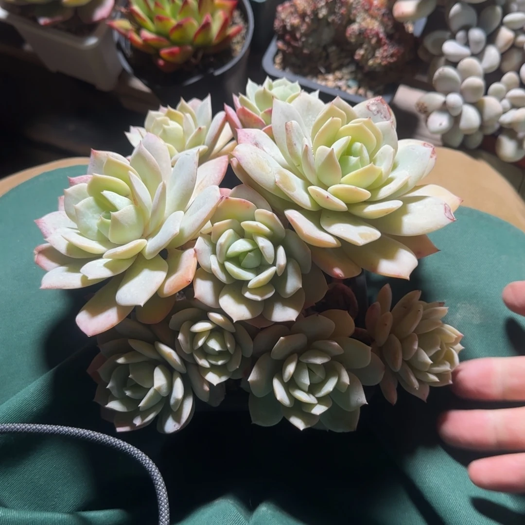 恋曲老桩多肉五十包邮