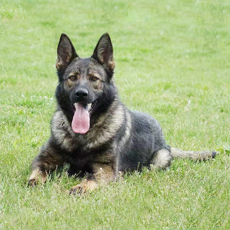 【猴哥】东德牧羊犬幼犬出售狼灰太极纯黑紫调灰活体宠物狗狗护卫犬
