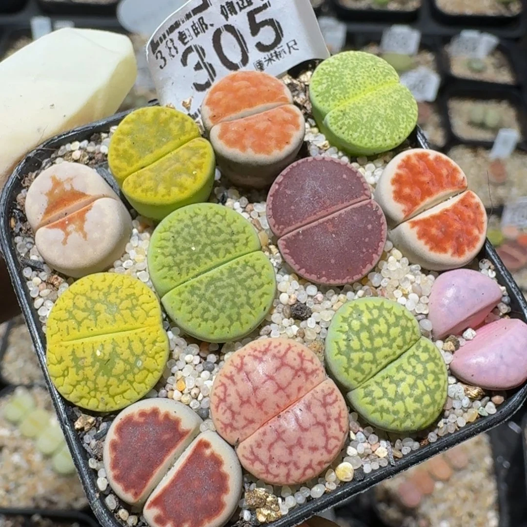 zzzzz生石花肉锥305