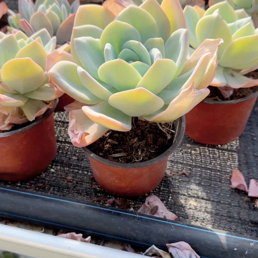 无花朵奶茶大单头