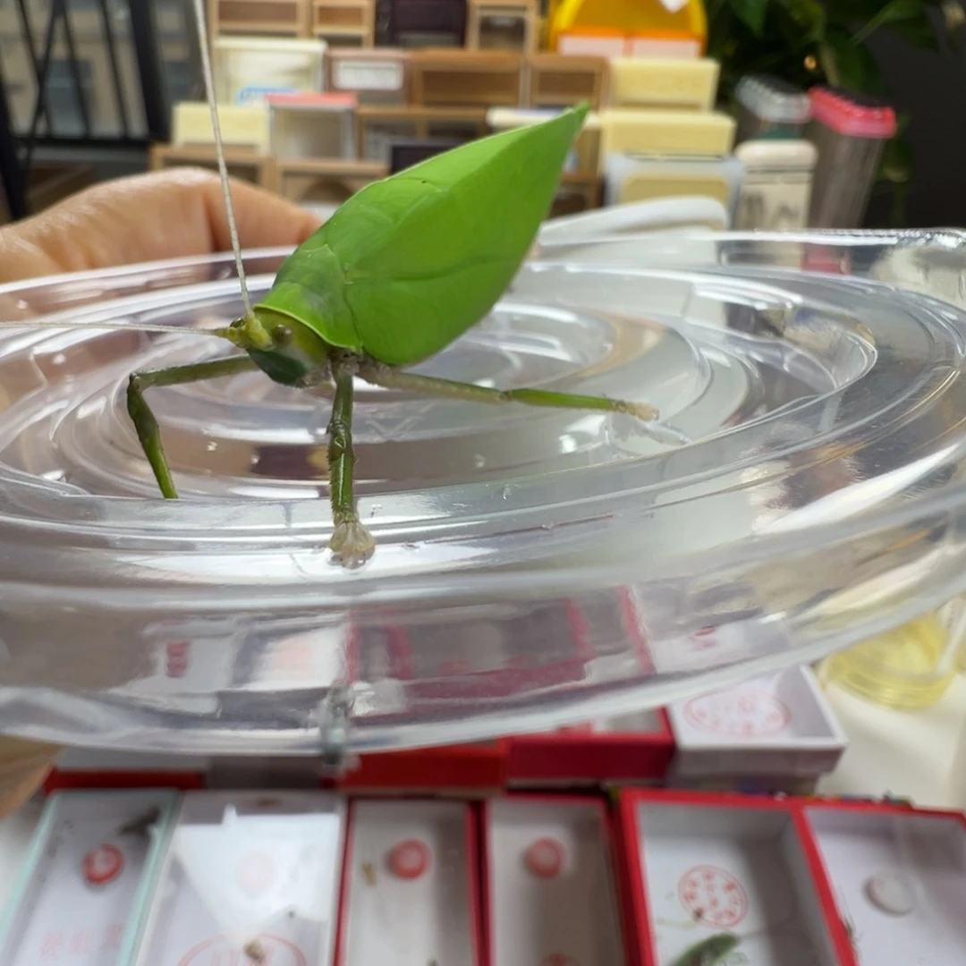 蟋蟀一只海南素背漂亮