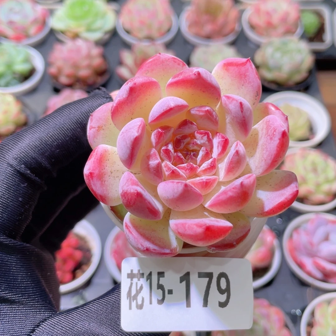 花利美15-179果汁