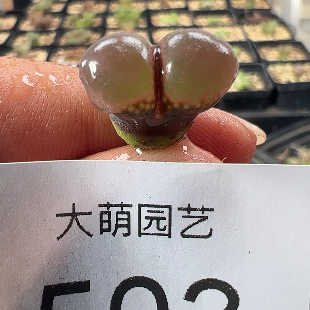 一物一拍。 大萌1号红风铃503