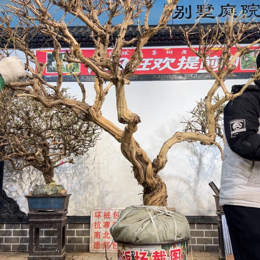 无花朵金银花888888888888888
