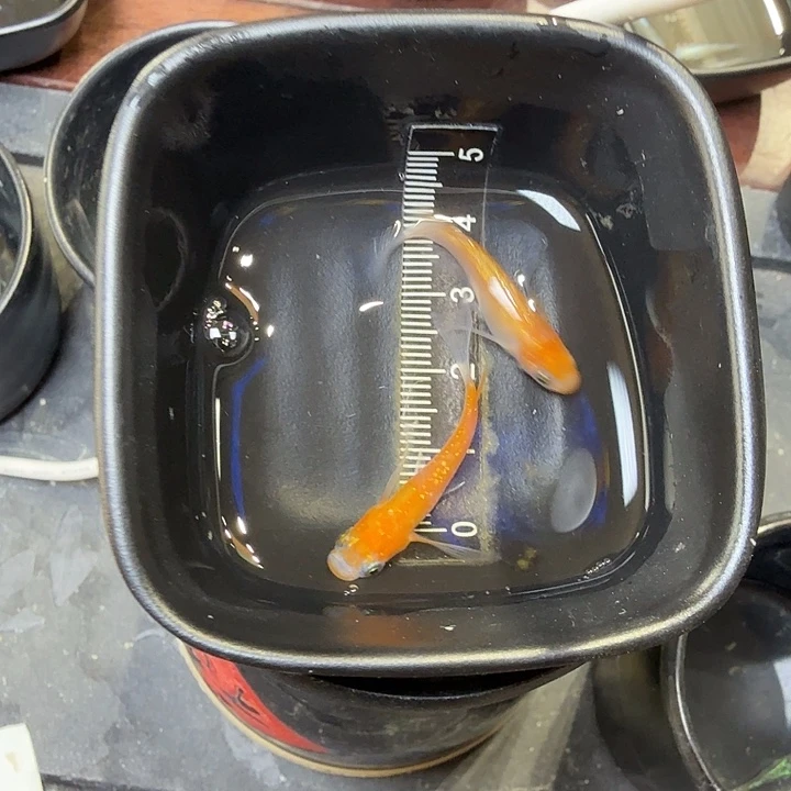 青鳉鱼3号拍品长鳍王华