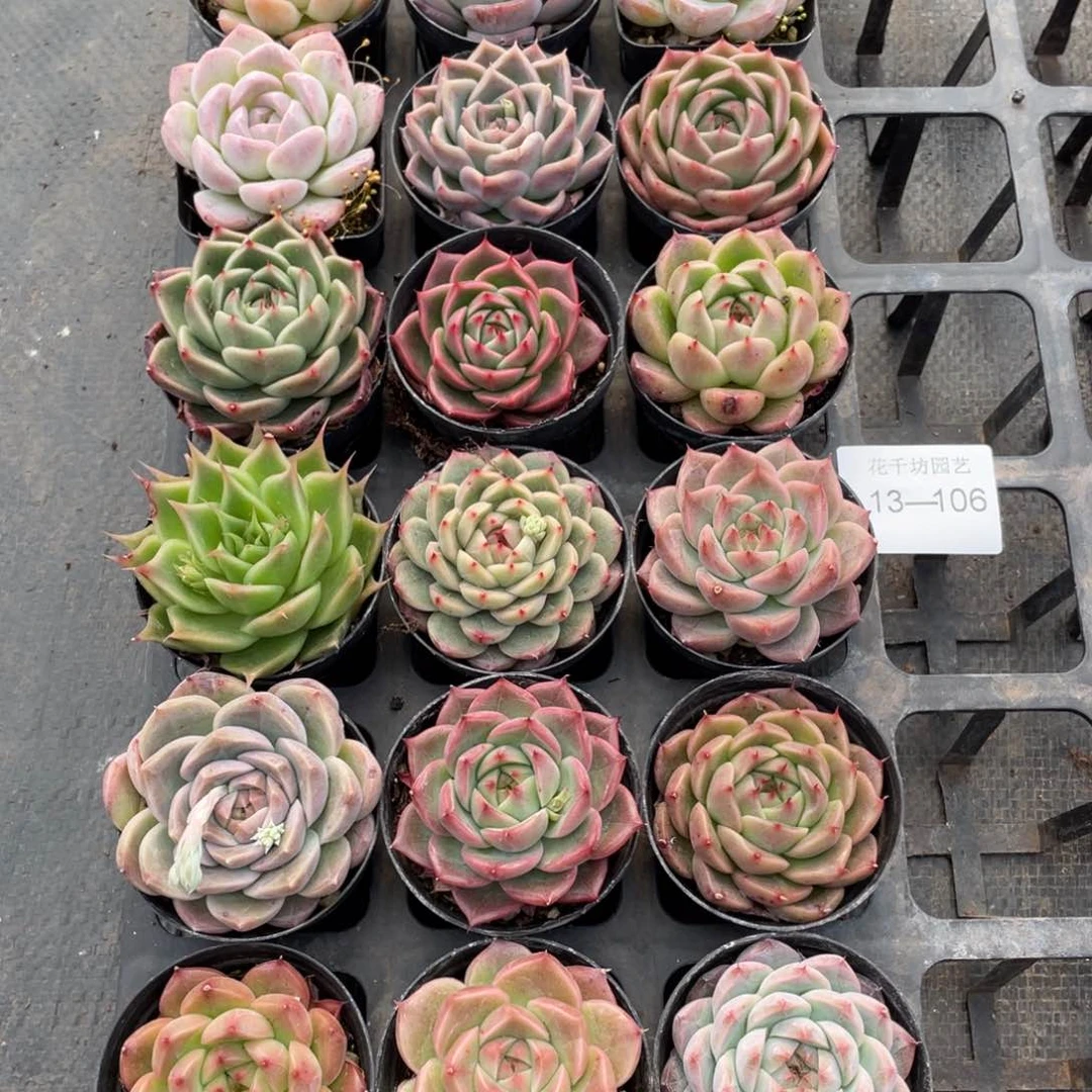 一物一拍18棵13-106