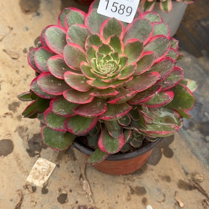 粉花妖多肉法师1589