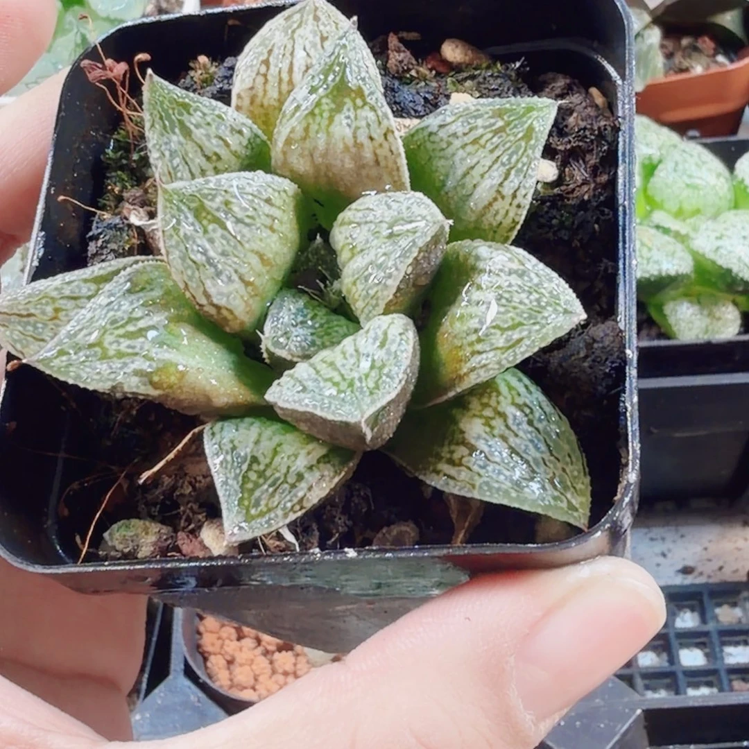 十二卷御津姬福利