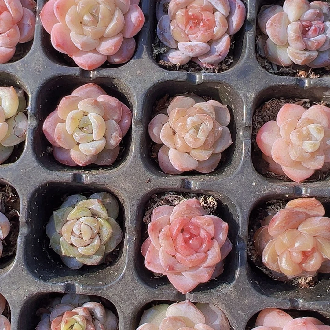 穴盘306小鼻嘎6颗19包邮