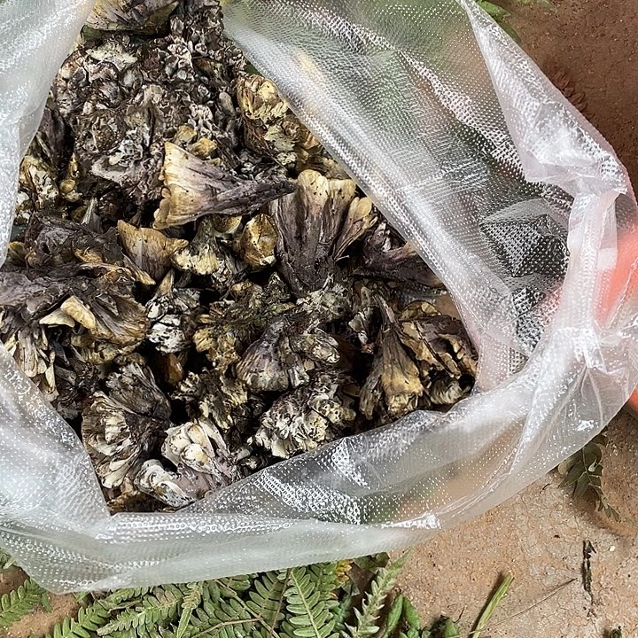 用***0中国大陆石屏县鸡纵菌中国大陆