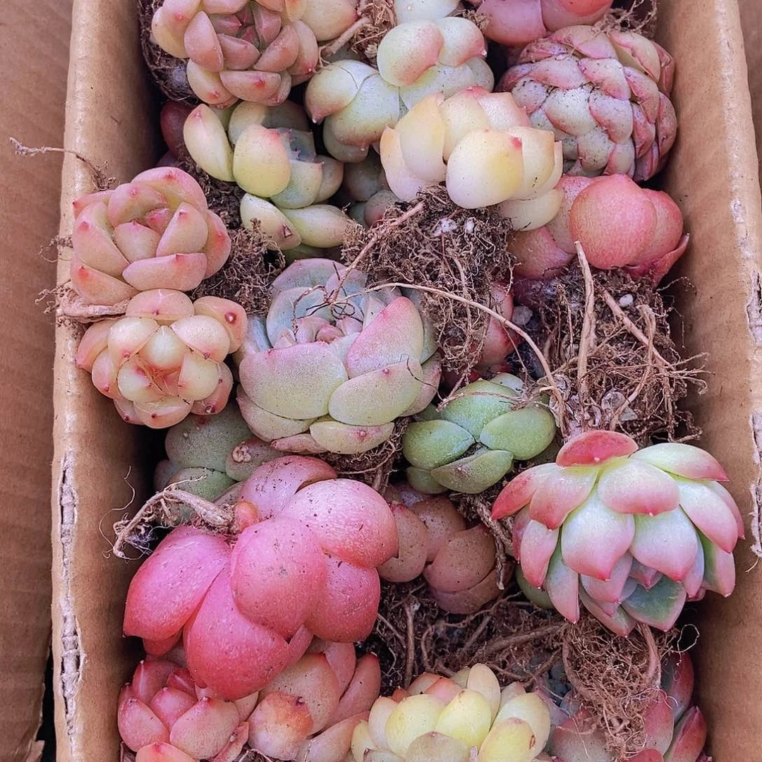 000000000001量拍保底20颗