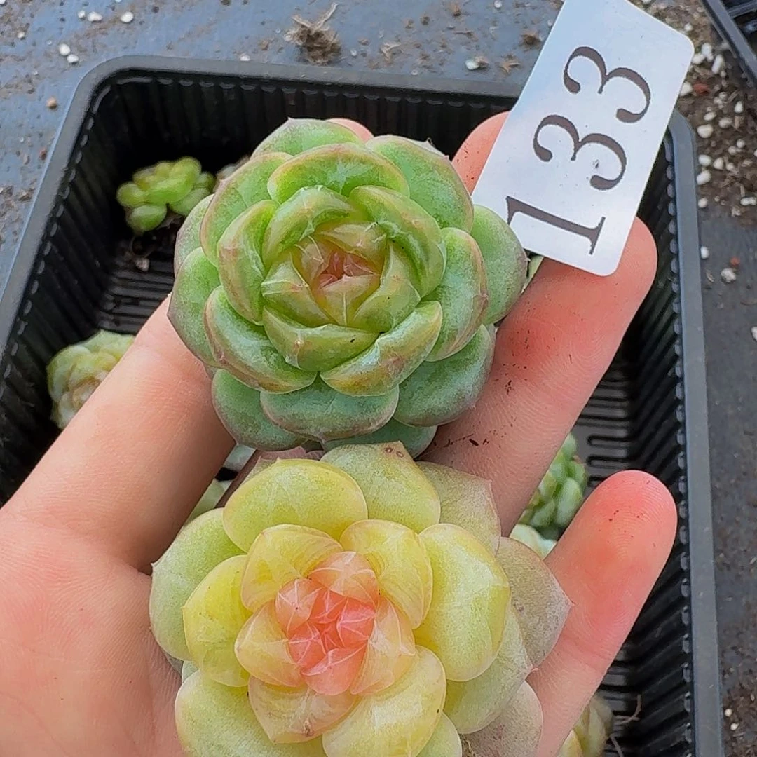 多肉植物多肉植物133