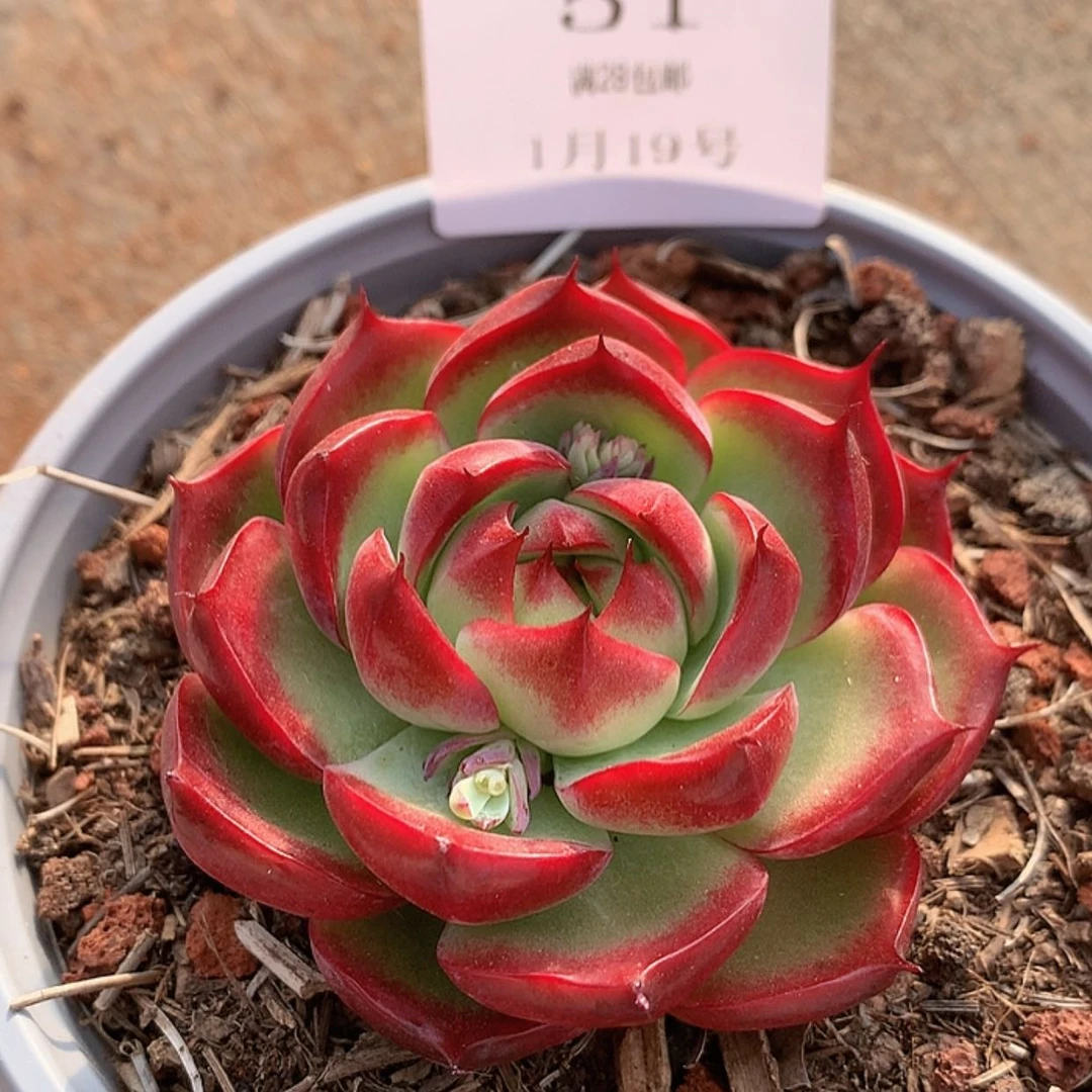 【闪购商品】云51号