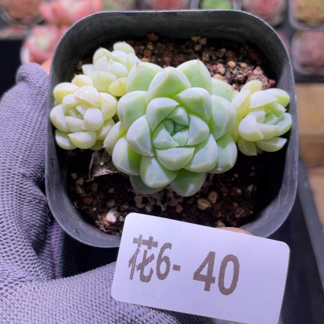 花利美6-40厚叶月影
