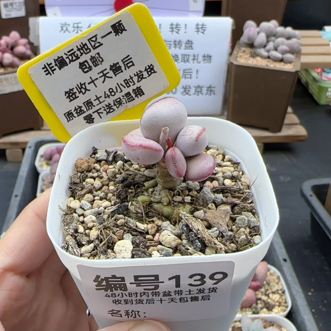 139白肌红蛋多肉