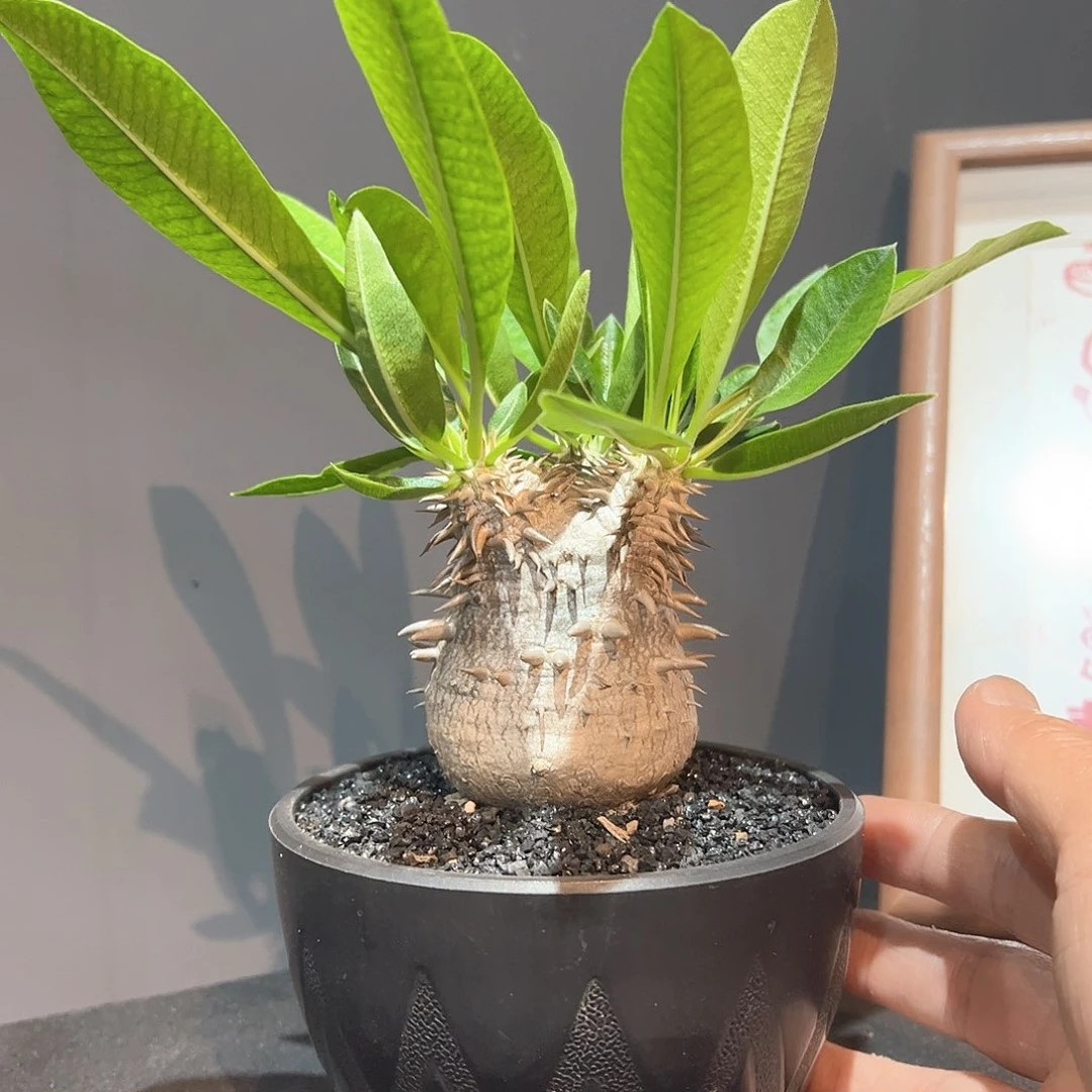 惠比大黑666666666666