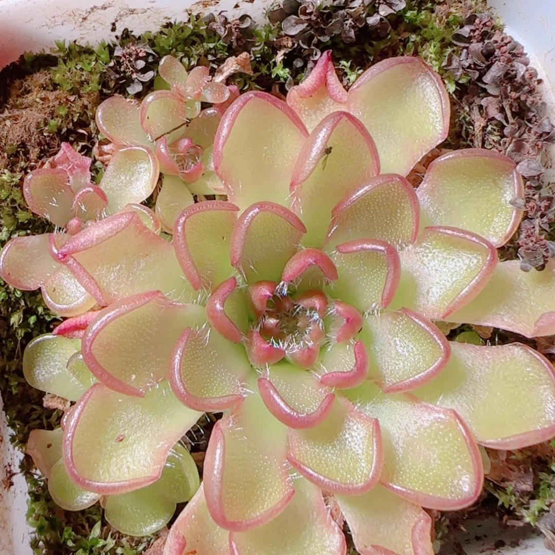 花语逸镜1105-112近藤捕虫堇