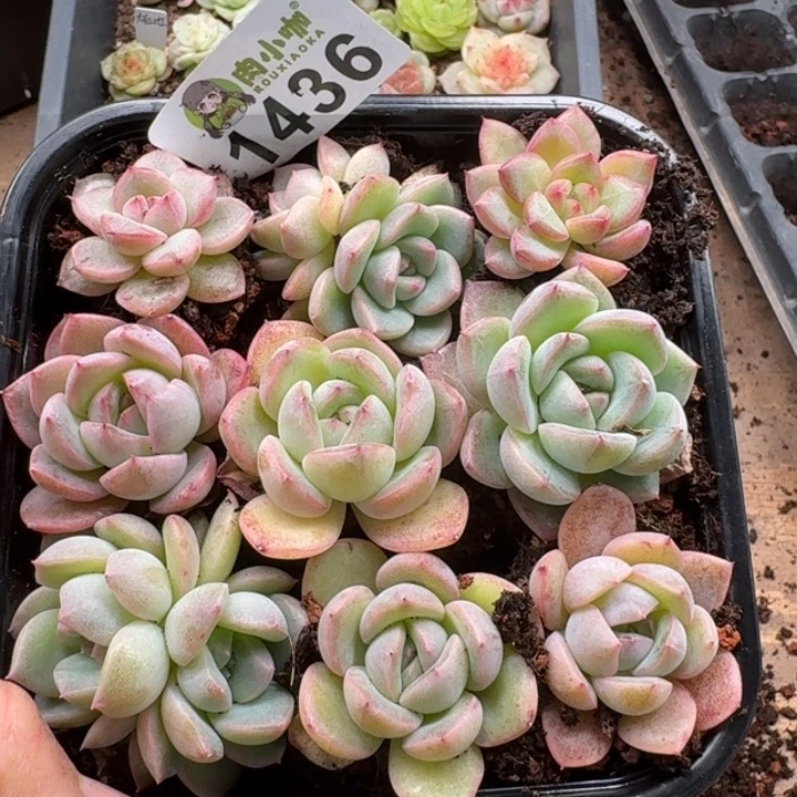 多肉植物多肉植物