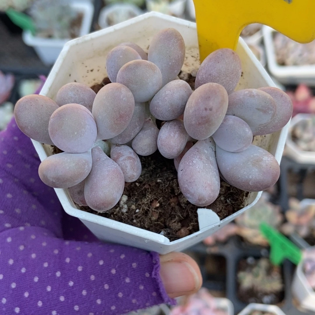 882奶酪多肉植物多肉