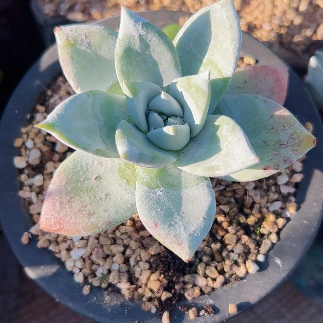 3103苹果叶拇指仙女杯