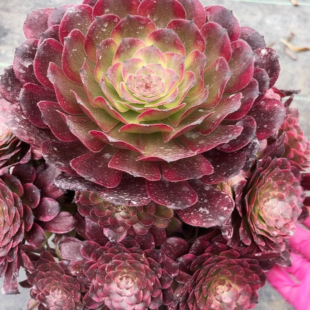 不***续发货后好久姐姐结局