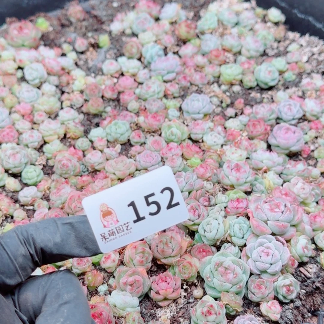 度***多肉植物多肉植物