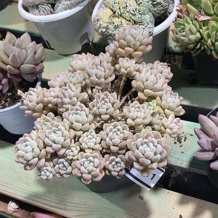 【闪购商品】鹅卵石0911