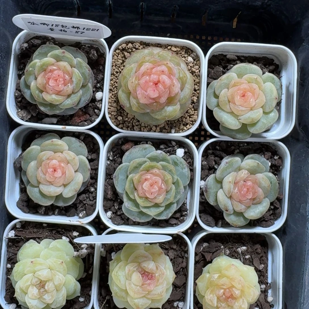 1221-087-大胖橘一颗量拍