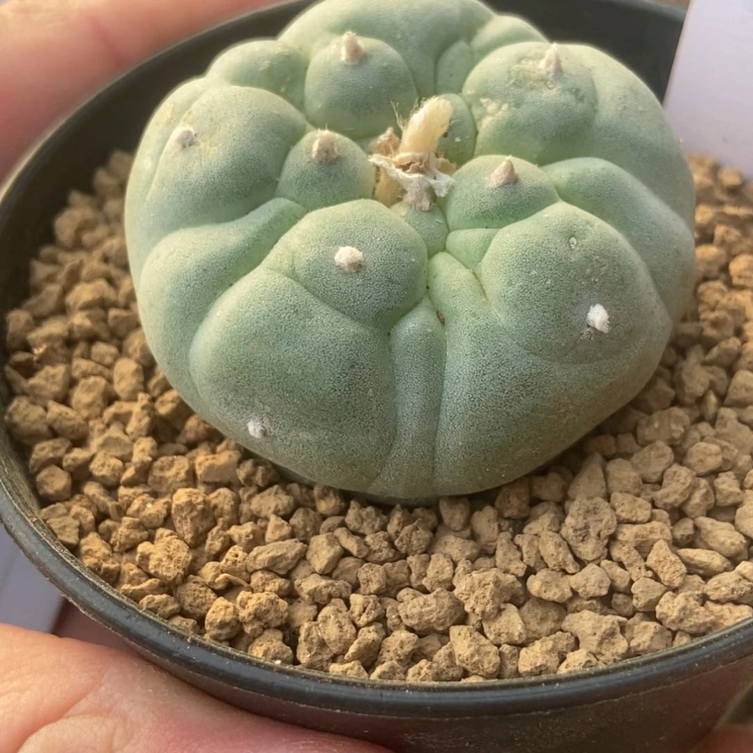 C****n无刺仙人球开花了，