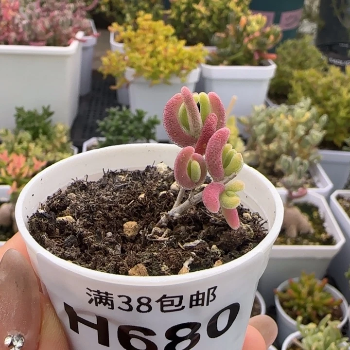 680-钻石黄锦福利