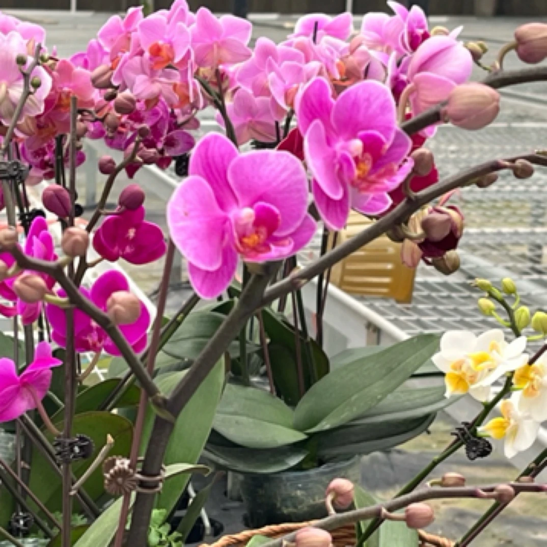 【L29】单剑 馨艺蝴蝶兰 (叶片开裂为正常现象）