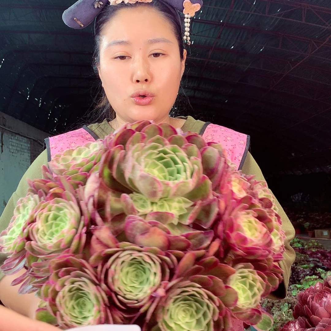 无花朵柒哥多肉法师不包侧断枝660