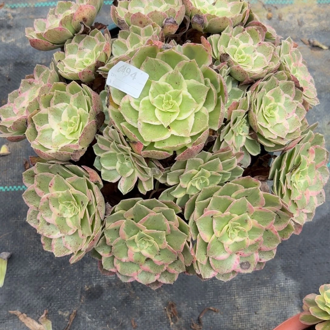 494万花筒多肉植物发货