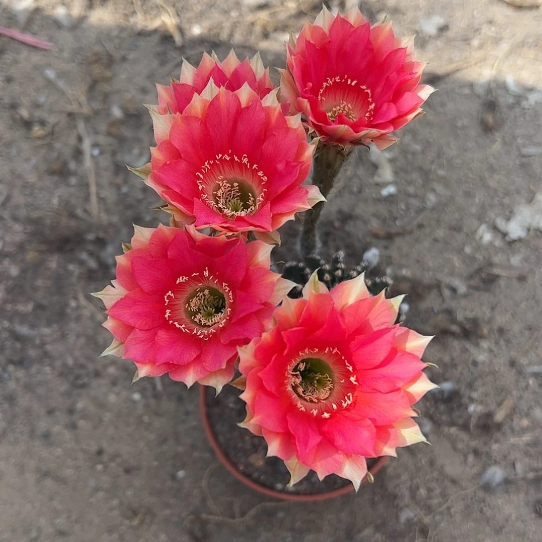 无花朵?*好实生黑金刚4678888