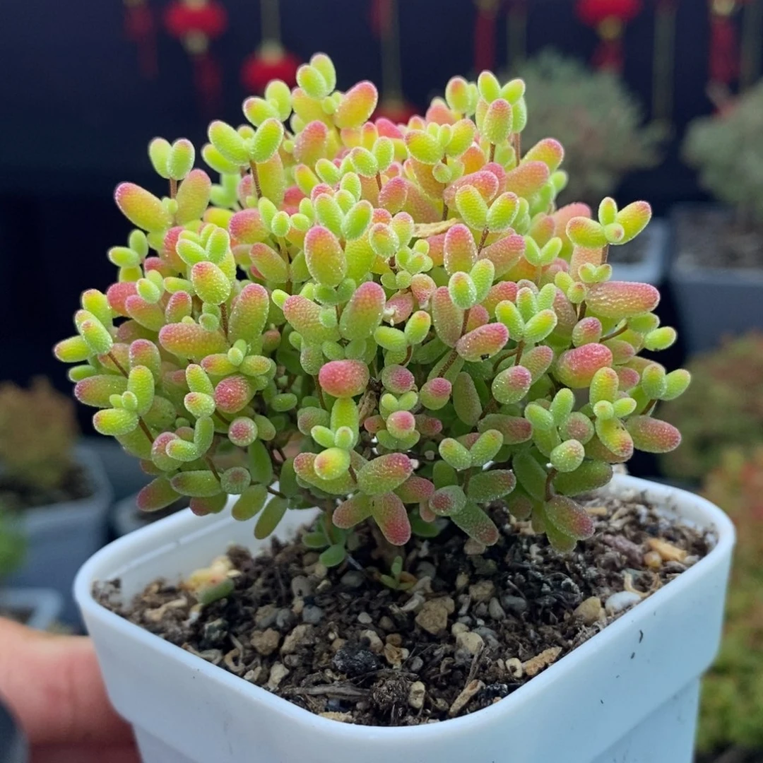 a122号蜜橘糖球枝干多肉