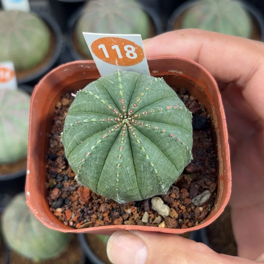 118泰版布纹球带盆带土