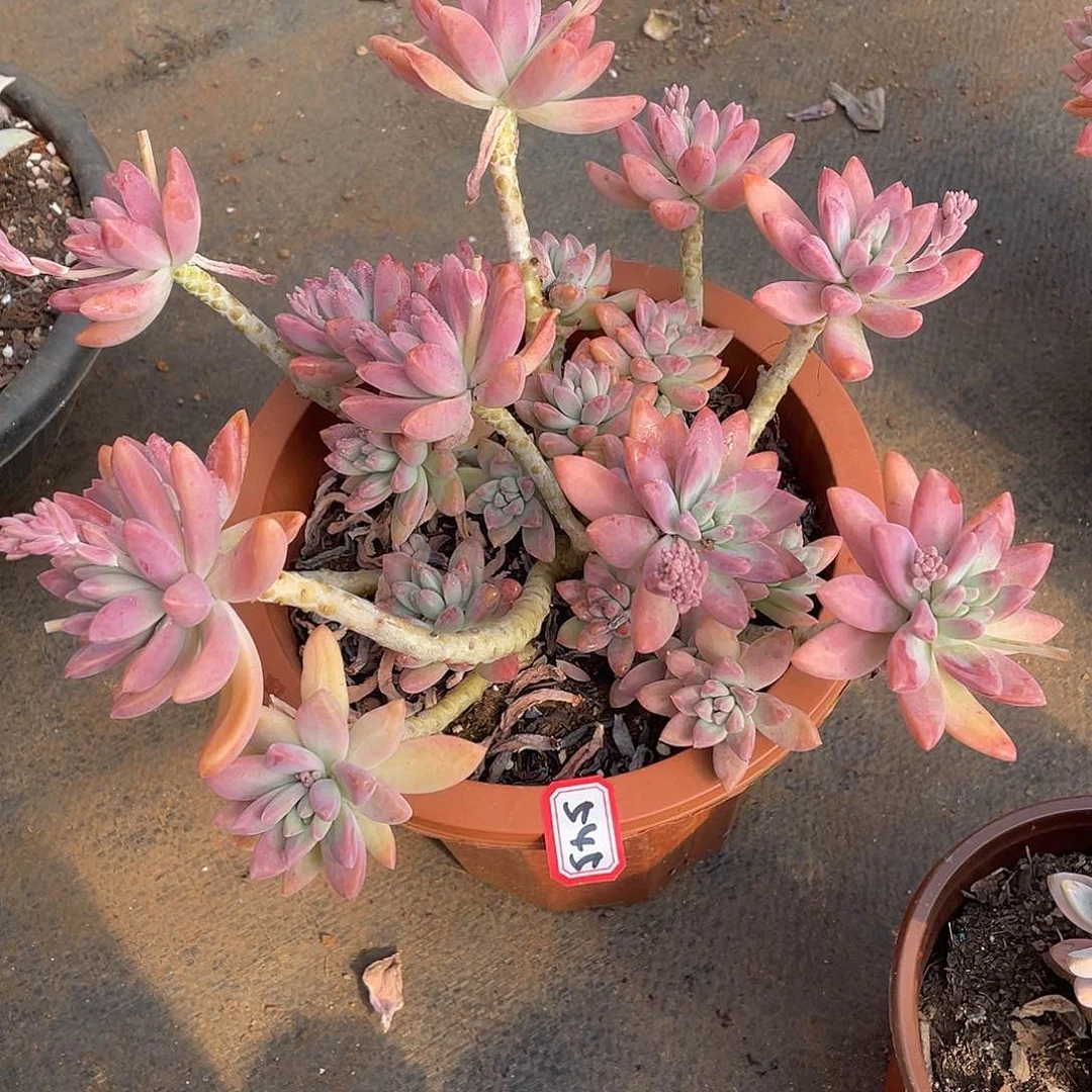 545秋力 一物一拍多肉