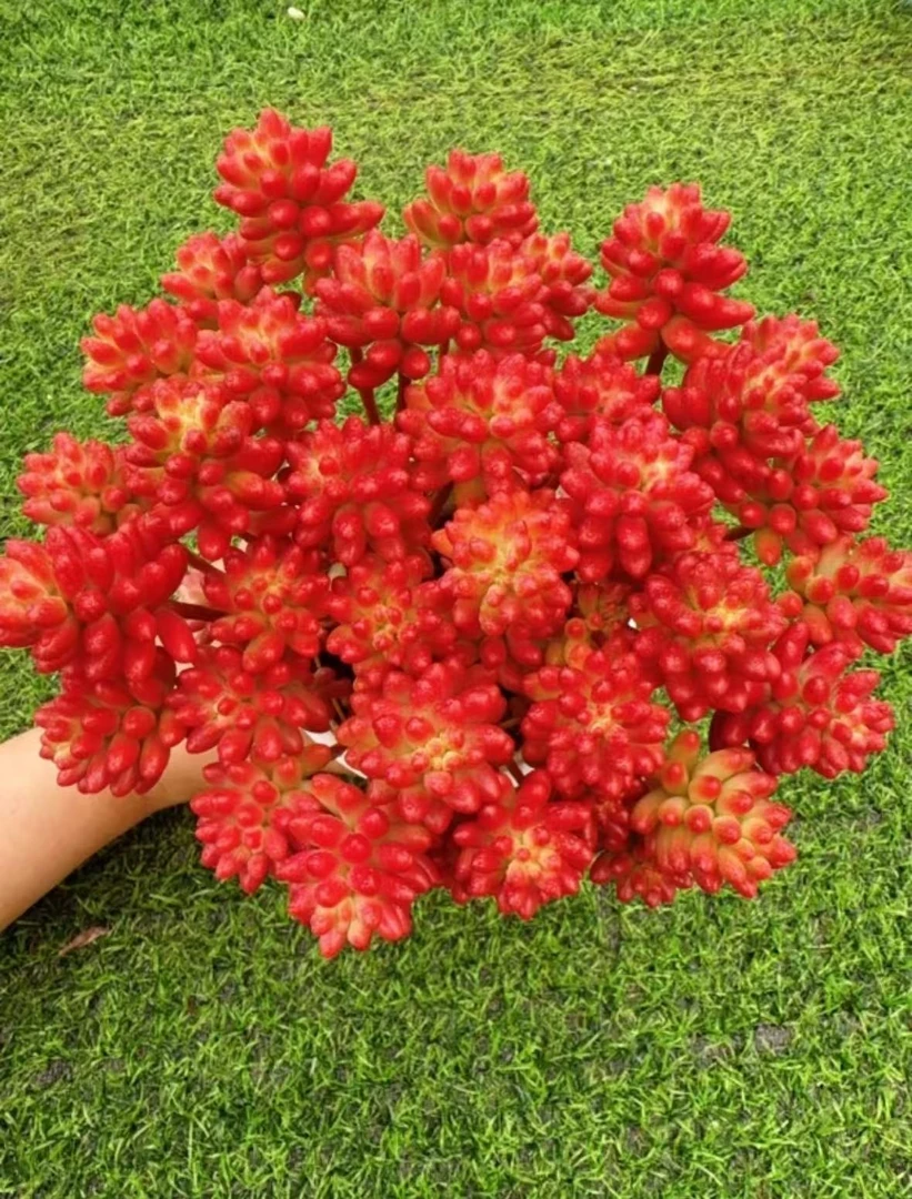 X红葡萄 拍1发2 云南基地直发 绿植盆栽 带盆带土
