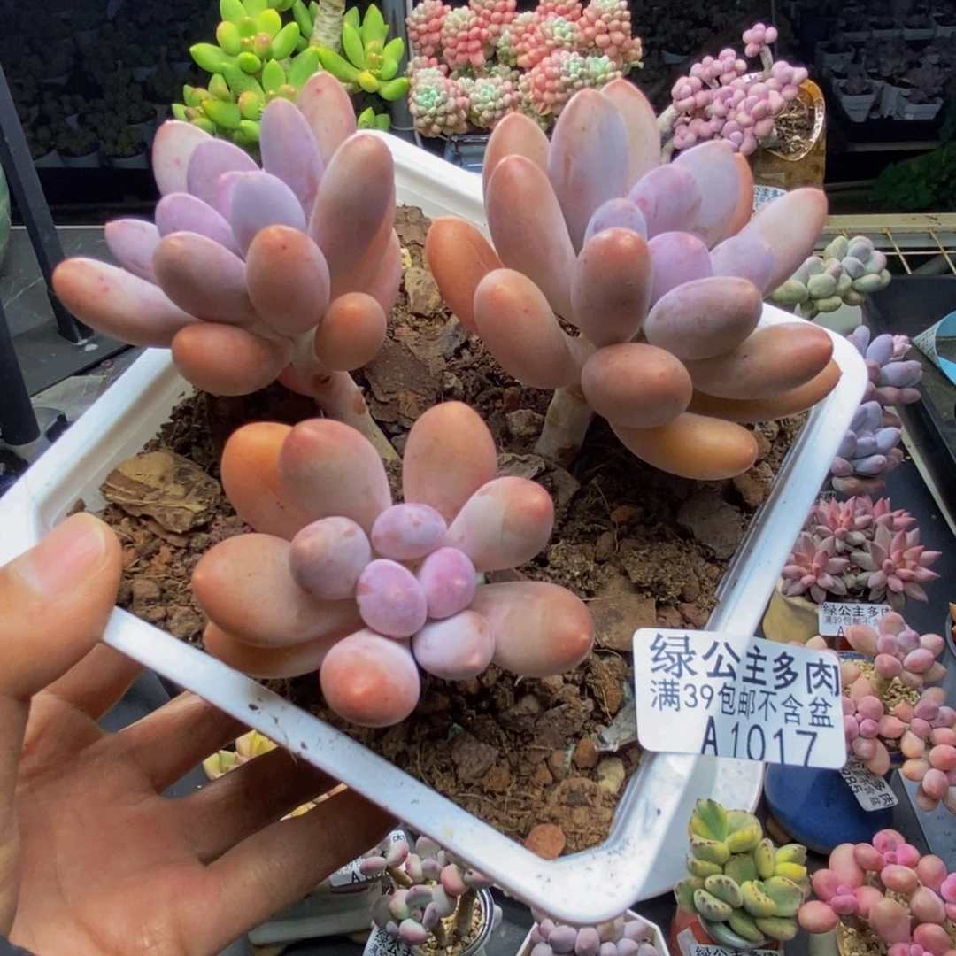 017蛋黄奶多肉10cm