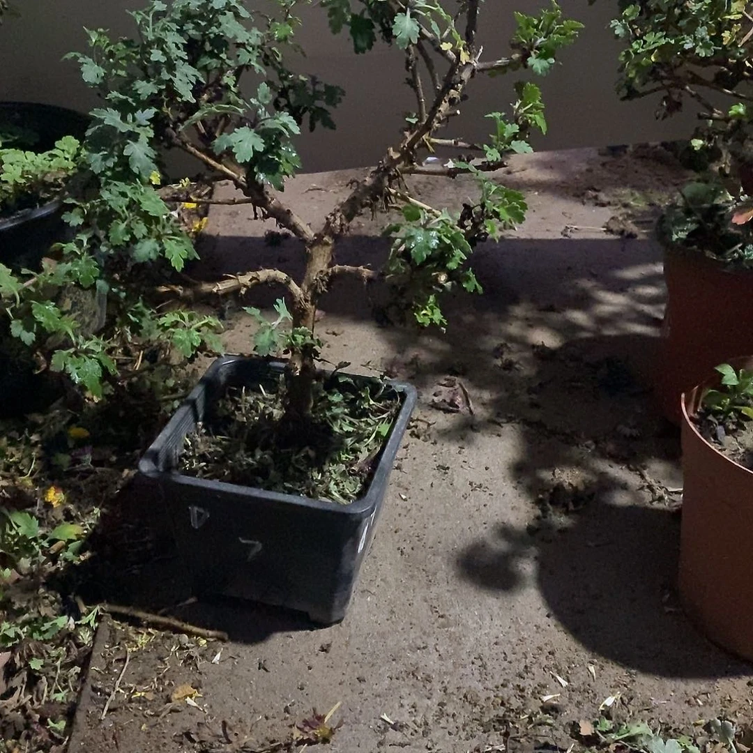 笑***生完全开放盆景菊花