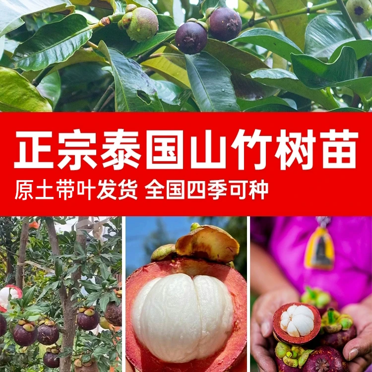 【原土带叶】泰国山竹树苗四季盆栽岭南黄金山竹果树果苗