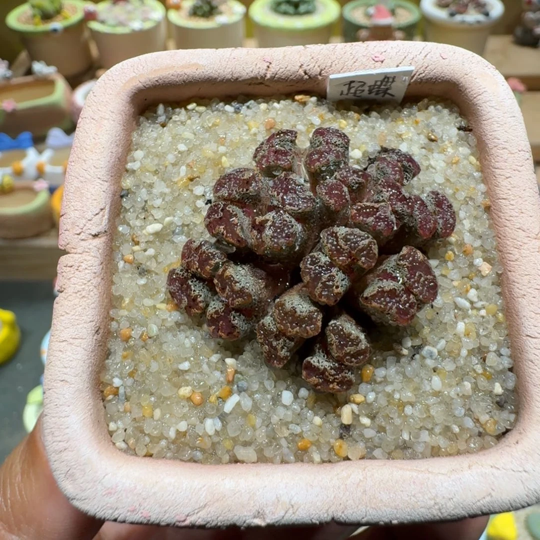 蘑菇1007超蝶多肉植物