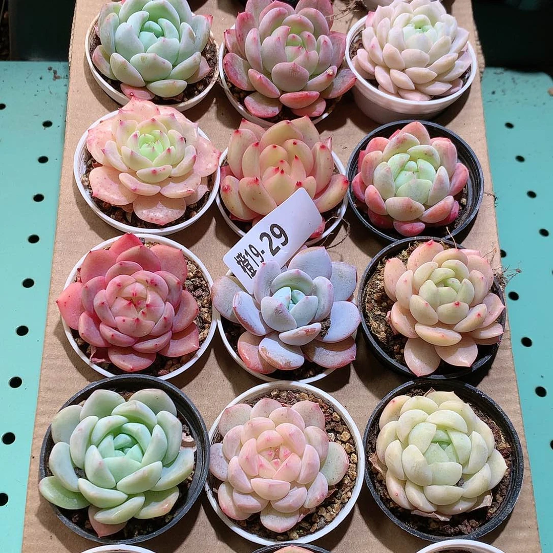 19-29一物一拍带盆18颗。