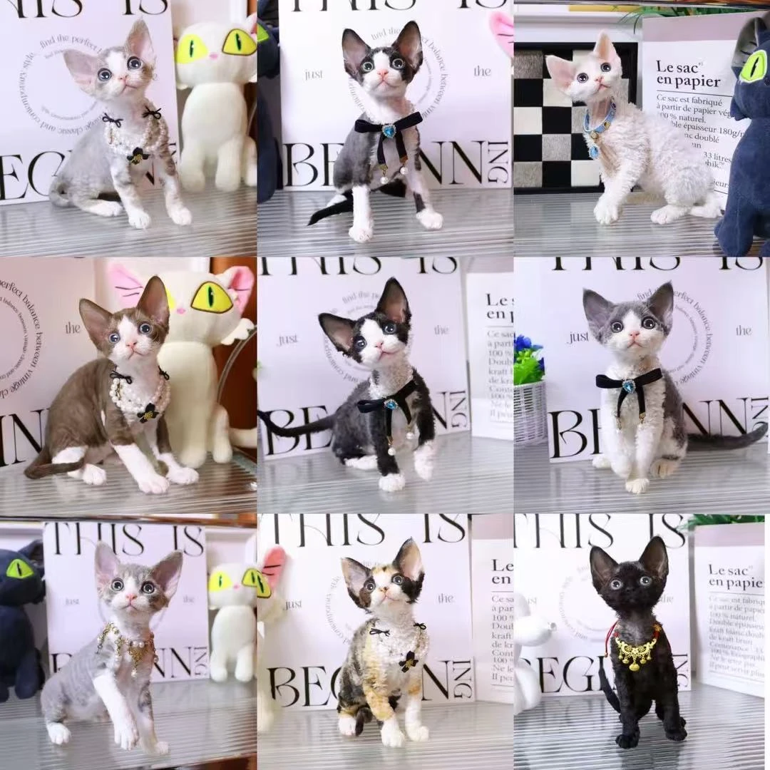 德文卷毛猫全款链接